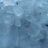 zvětšit náhled krkavec_20170121_121411.prev.jpg