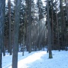náhled krkavec_20170121_123208.prev.jpg