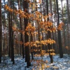 náhled krkavec_20170121_131512.prev.jpg