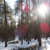 náhled krkavec_20170121_134326.prev.jpg